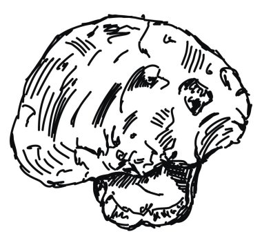 Beafstick çizim, illüstrasyon, beyaz arka plan vektör.