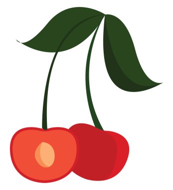 Taze kiraz, illüstrasyon, beyaz arka plan vektör.