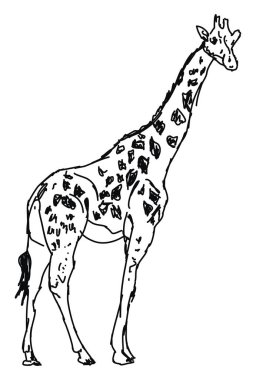 Zürafa çizim, illüstrasyon, beyaz arka plan vektör.