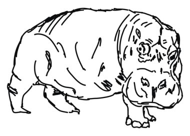 Su aygırı çizimi, illüstrasyon, beyaz arka plan üzerinde vektör.