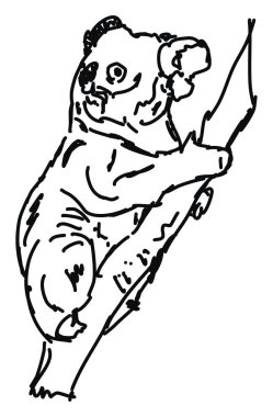 Koala çizim, illüstrasyon, beyaz arka plan vektör.