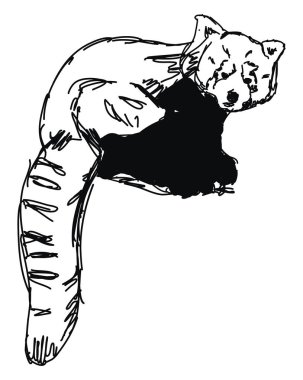 Kırmızı panda çizim, illüstrasyon, beyaz arka plan vektör.