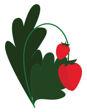 Kırmızı çilek, illüstrasyon, beyaz arkaplanda vektör.