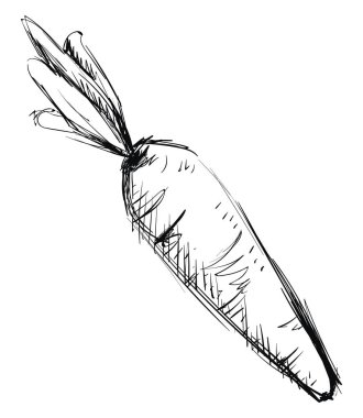 Havuç çizimi, illüstrasyon, beyaz arka plan üzerinde vektör.