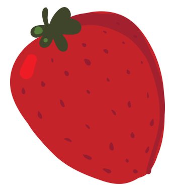 Taze çilek, illüstrasyon, beyaz arka plan vektör.