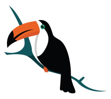 Toucan, illüstrasyon, beyaz arka plan üzerinde vektör.