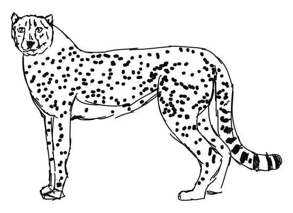 Kresba gepard, ilustrace, vektor na bílém pozadí. — Stockový vektor