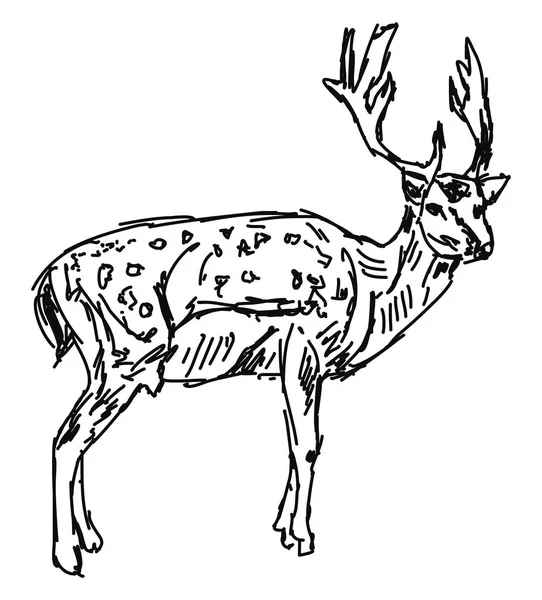 Dessin de cerf, illustration, vecteur sur fond blanc . — Image vectorielle