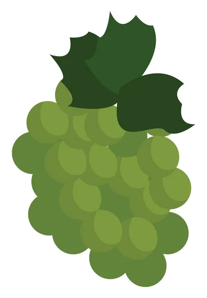 Yeşil üzümler, illüstrasyon, beyaz arkaplanda vektör. — Stok Vektör