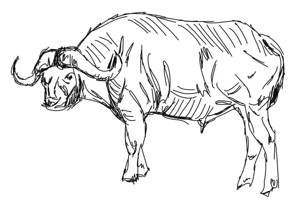 Buffalo tekening, illustratie, vector op witte achtergrond. — Stockvector