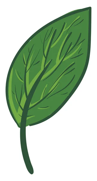 녹색 잎, 그림, 흰색 배경 위의 벡터. — 스톡 벡터