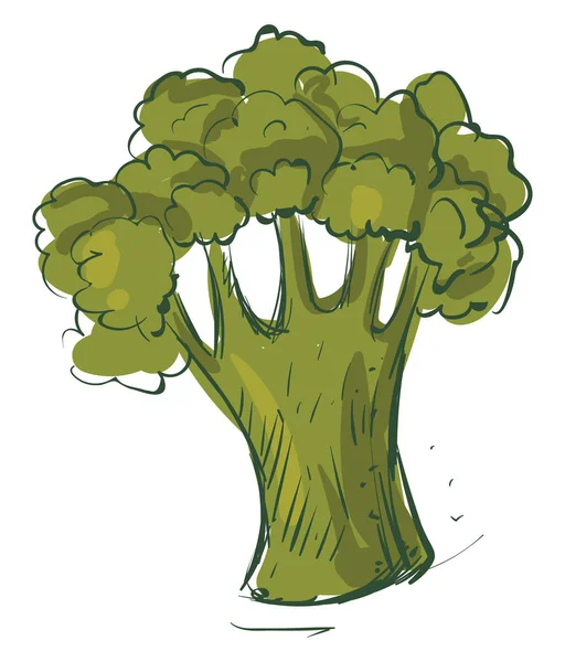 Grüner Brokkoli, Illustration, Vektor auf weißem Hintergrund. — Stockvektor
