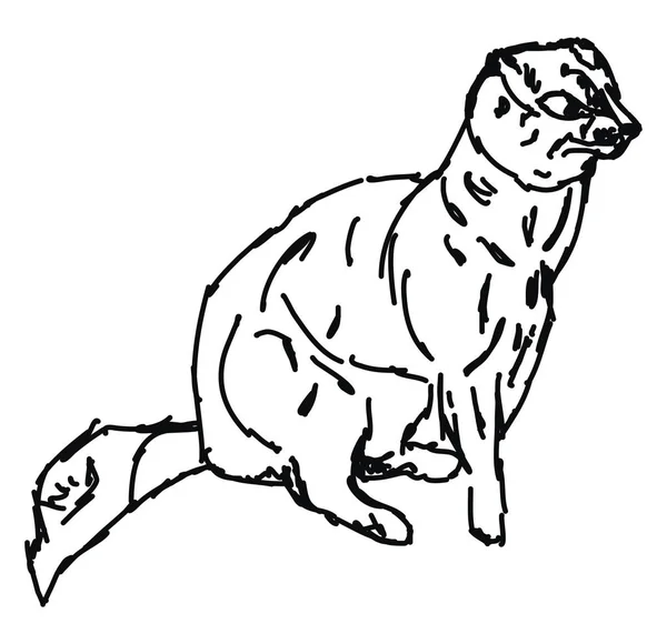 Mongoose tekening, illustratie, vector op witte achtergrond. — Stockvector