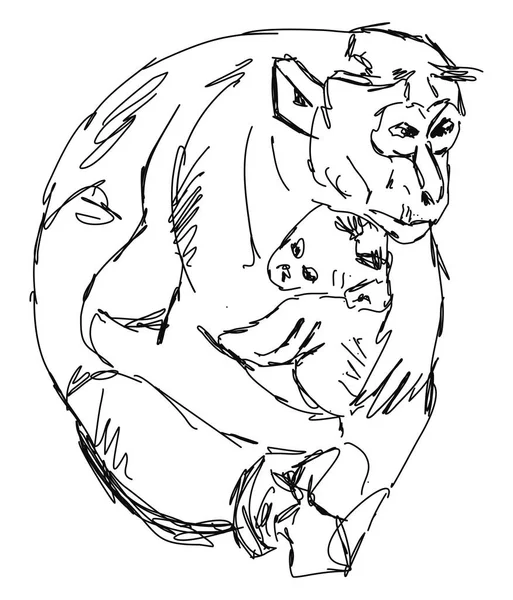 Desenho de macacos, ilustração, vetor em fundo branco . —  Vetores de Stock