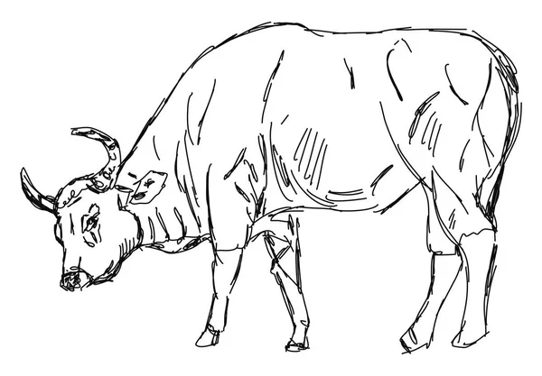 Ox tekening, illustratie, vector op witte achtergrond. — Stockvector