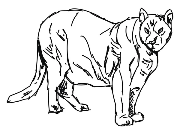 Puma kresba, ilustrace, vektor na bílém pozadí. — Stockový vektor
