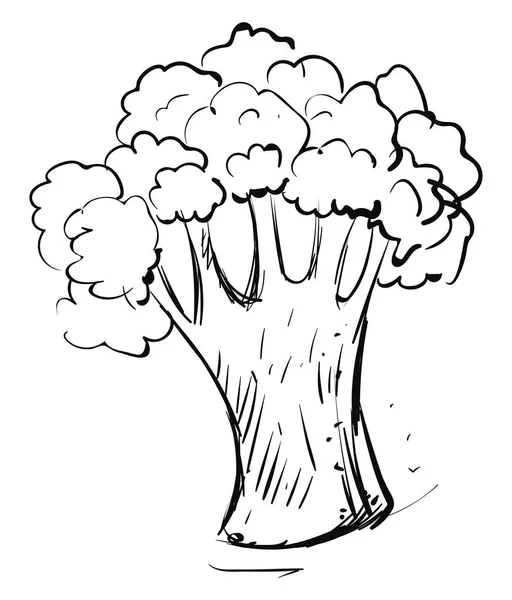 Brocoli dessin, illustration, vecteur sur fond blanc . — Image vectorielle