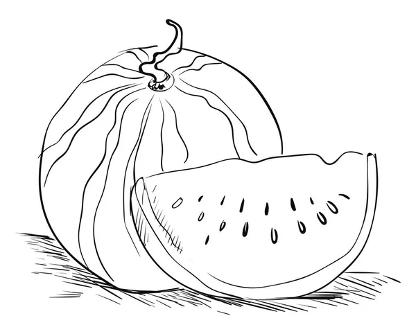 Watermeloen tekening, illustratie, vector op witte achtergrond. — Stockvector