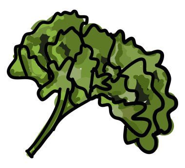 Kıvırcık yeşil, illüstrasyon, beyaz arka plan vektör.