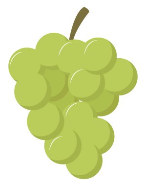 Üzüm, illüstrasyon, beyaz arka plan vektör.