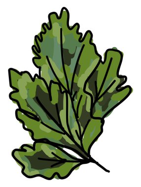 Taze maydanoz, illüstrasyon, beyaz arka plan vektör.