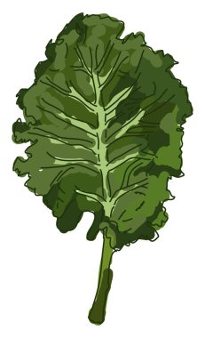 Taze lahana, illüstrasyon, beyaz arka plan vektör.