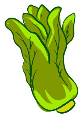 Taze marul, illüstrasyon, beyaz arka plan vektör.