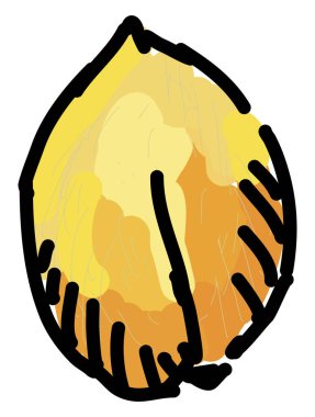 Loquat, illüstrasyon, beyaz arka plan üzerinde vektör.