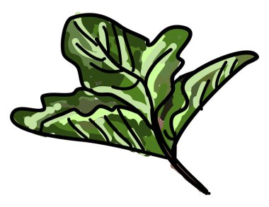 Taze nane, illüstrasyon, beyaz arka plan vektör.