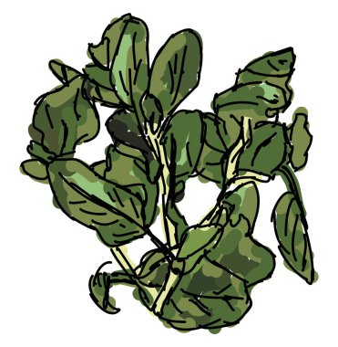 Taze kekik, illüstrasyon, beyaz arka plan vektör.