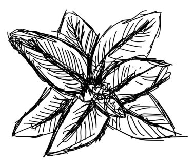 Nane çizimi, illüstrasyon, beyaz arka plan üzerinde vektör.