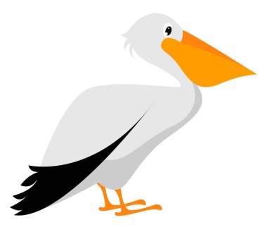 Pelican, illustration, vector on white background. clipart