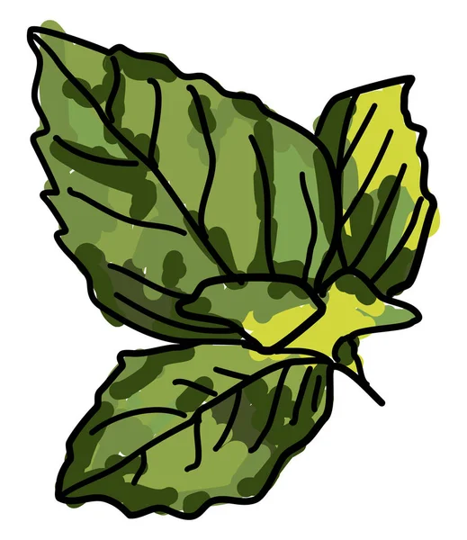 Albahaca verde, ilustración, vector sobre fondo blanco . — Vector de stock
