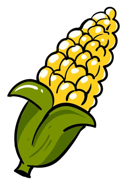 Fresh corn, illustration, vector on white background. — Stock Vector