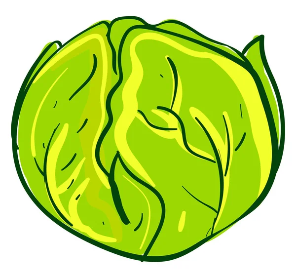绿色卷心菜，插图，白色背景上的矢量. — 图库矢量图片