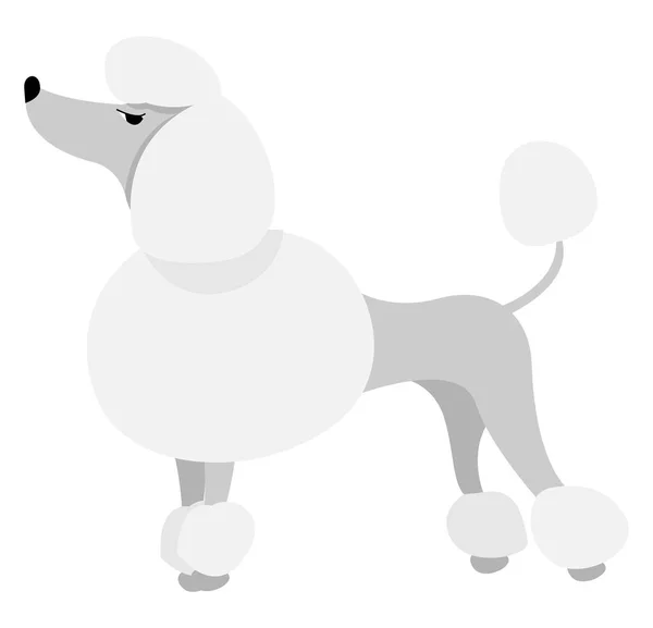 Caniche blanco, ilustración, vector sobre fondo blanco . — Vector de stock