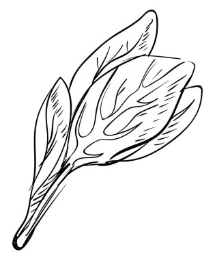 Ispanak çizim, illüstrasyon, beyaz arka plan vektör.