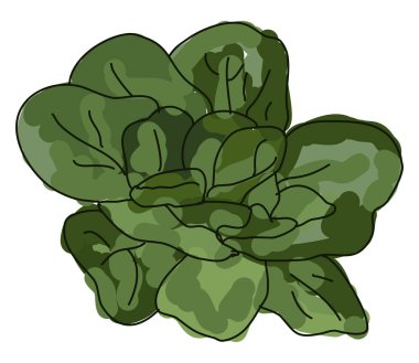 Taze ıspanak, illüstrasyon, beyaz arka plan vektör.