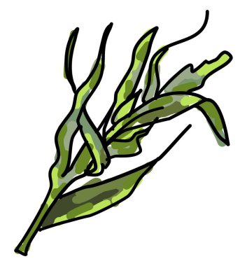 Tarhun, illüstrasyon, beyaz arka plan vektör.