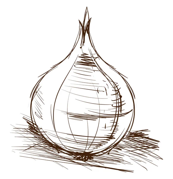 Desenho de cebola, ilustração, vetor sobre fundo branco . — Vetor de Stock