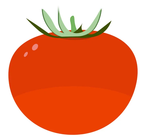 Tomate fraîche, illustration, vecteur sur fond blanc . — Image vectorielle