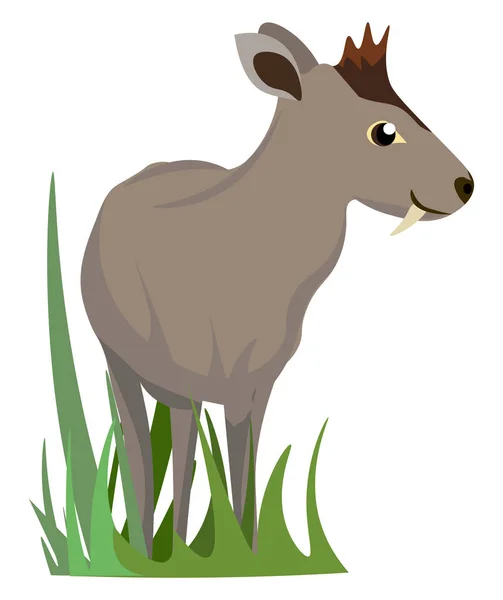 Tufted deer, illustration, vector on white background. — Stock Vector