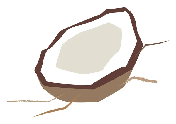 Cocco, illustrazione, vettore su sfondo bianco . — Vettoriale Stock