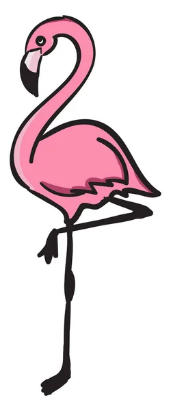 Flamingo, ilustrace, vektor na bílém pozadí. — Stockový vektor