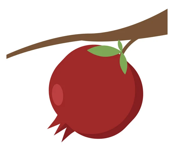 Pomegranate on tree, illustration, vector on white background. — Stock Vector