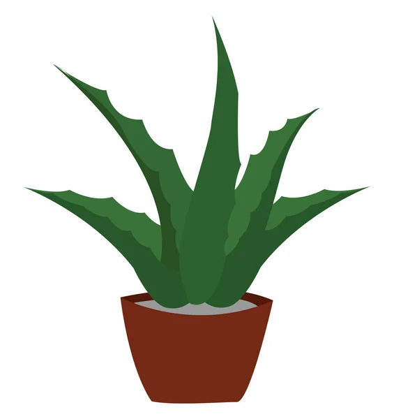 Planta de aloe, ilustración, vector sobre fondo blanco . — Vector de stock