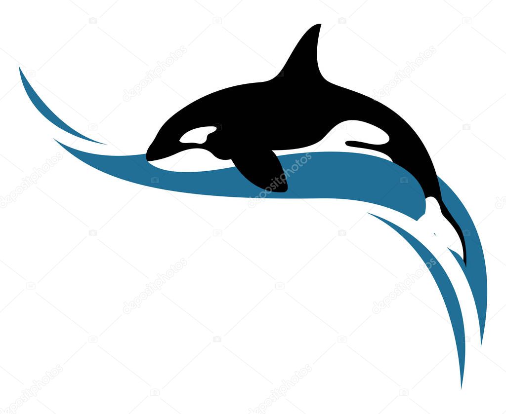 Killer whale, illustration, vector on white background.