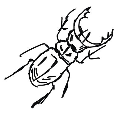 Beetle çizim, illüstrasyon, beyaz arka plan üzerinde vektör.