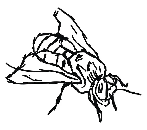 꿀벌 스케치, 일러스트레이션, 흰색 배경의 벡터. — 스톡 벡터