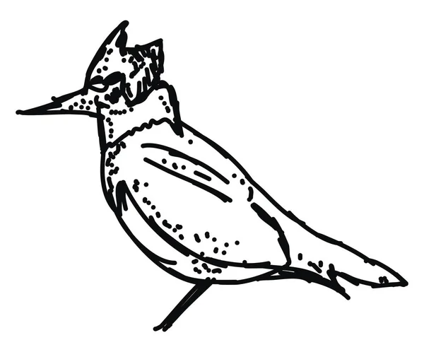 Croquis d'oiseau, illustration, vecteur sur fond blanc . — Image vectorielle